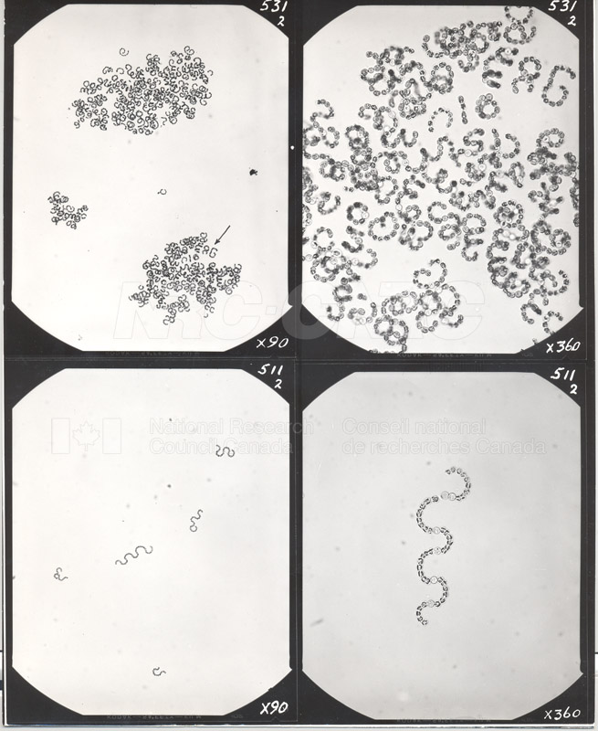 Microbiology 010