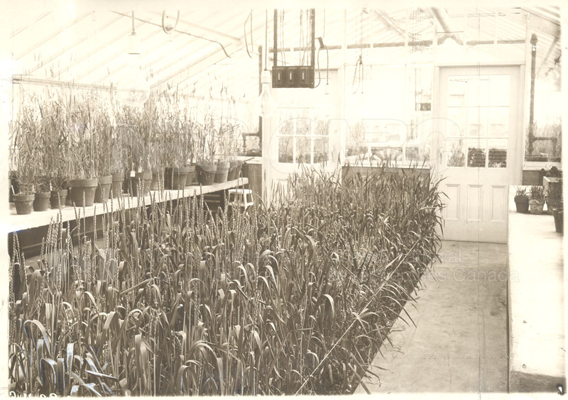 Wheat Research- University of Alberta- Greenhouse with Hybrids c.1930