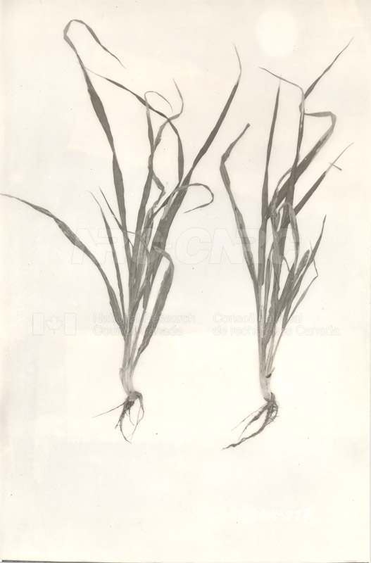 Division of Biology and Agriculture- Diseased Barley Plants (KK-77b) c.1933