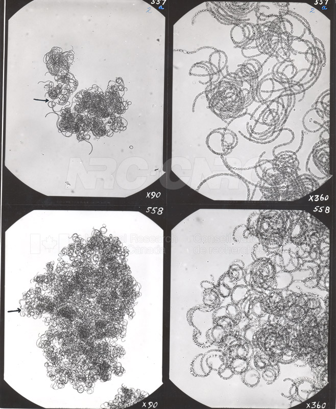 Microbiology 007