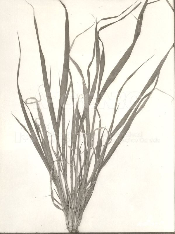 Division de la biologie et Agriculture - plantes malades de l'orge (KK-77 a) c.1933