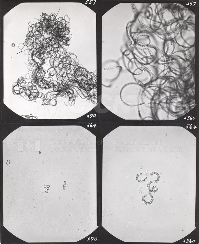 Microbiologie 009