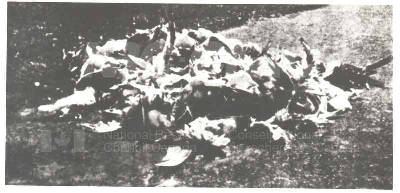 Bird Hazard to Aircraft Test 1960s- Engine Lab 008