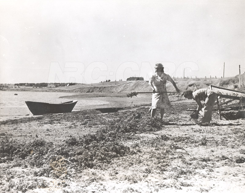 Carageen- 'Irish Moss', PEI c.1946 002