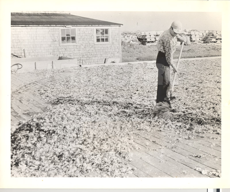 Carageen- 'Irish Moss', PEI c.1946 007