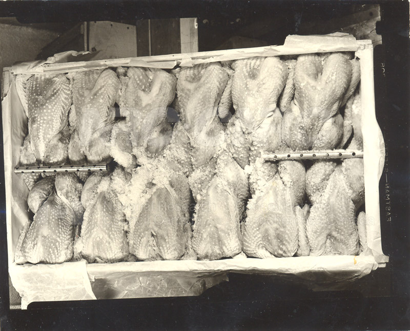 Food Storage and Transport- Poultry
