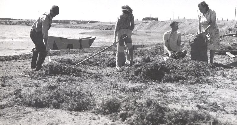 Carageen- 'Irish Moss', PEI c.1946 008