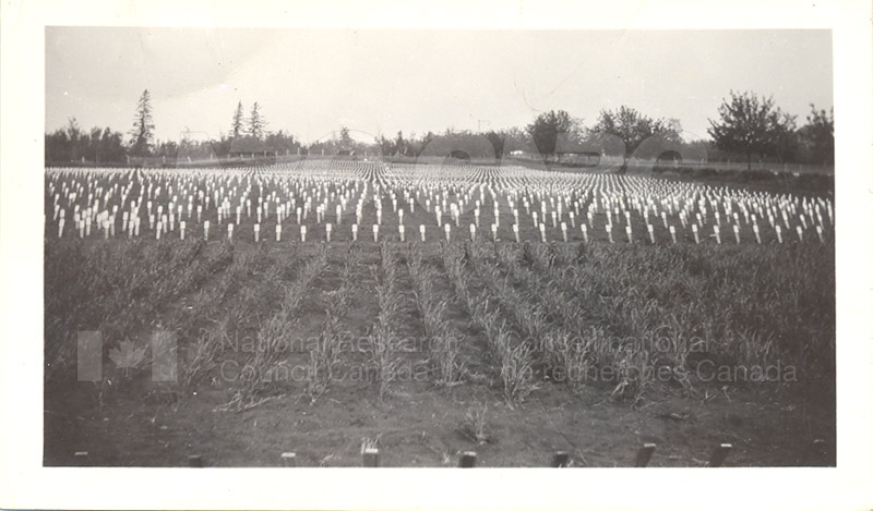 Wheat- Genetic Nursery with Individual Rows of Plants- University of Alberta 1931