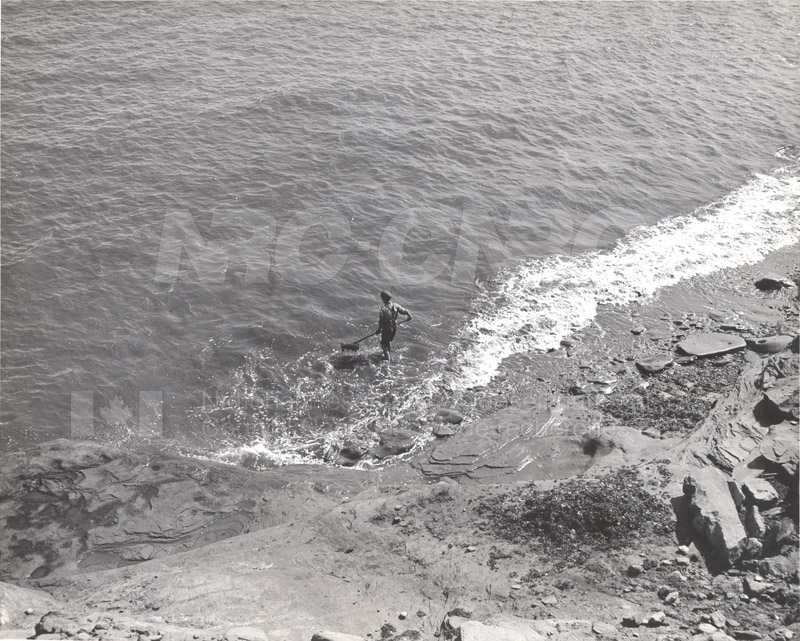 Carageen- 'Irish Moss', PEI c.1946 003